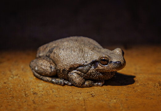 Desert tree frog (Litoria rubella). Atherton, Queensland, Australia.