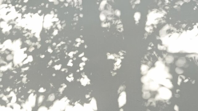 Sunlight casting abstract tree and leaf shadows on white wall