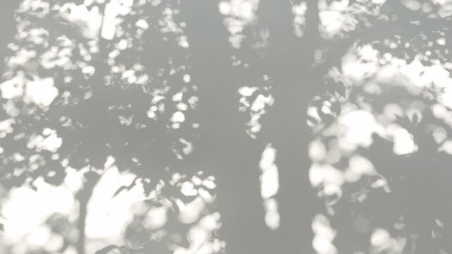Sunlight casting abstract tree and leaf shadows on white wall