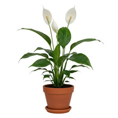 Fototapeta premium Green peace lily plant in terracotta pot