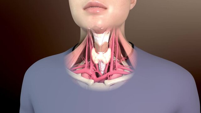 Thyroid gland and human neck anatomy: bones, muscles, arteries, veins, trachea, and pharyngeal organs. Medical teaching visualization for endocrine system.3D horizontal animation.