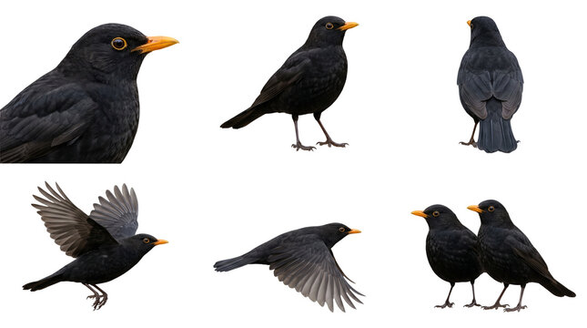 multiple angles of a common blackbird (turdus merula) flying and standing isolated on transparent background