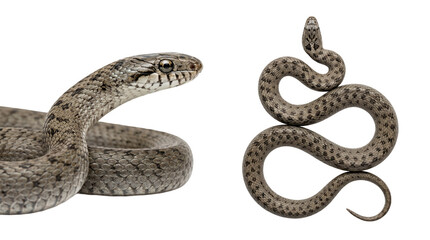 Obraz premium two views of a smooth snake (coronella austriaca) coiled and slithering isolated on transparent background