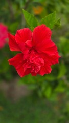 Fototapeta premium red hibiscus flower
