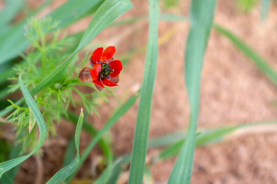 Close up of adonis annua red wildflower blooming among green grass blades. Pheasant eye flower head on sandy soil background. Cyprus, Mediterranean.