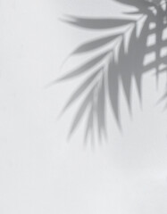Obraz premium Gentle Plant Shadows on Minimal White Generative AI