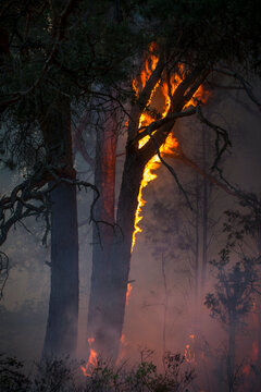Low angle view of burning tree trunk in forest fire