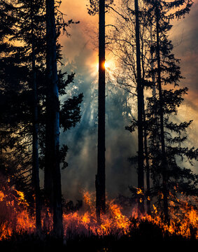 Sun shining brightly through trees on forest fire