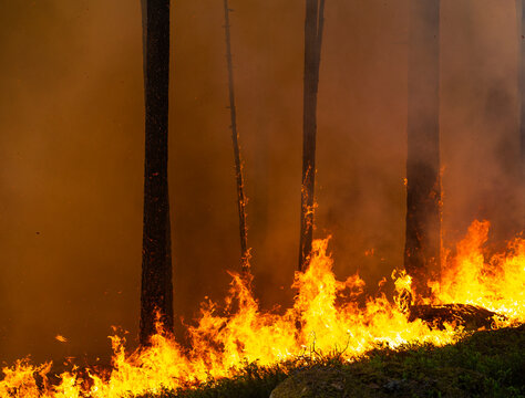 Close-up shot of flammable fire burning tree trunks in forest