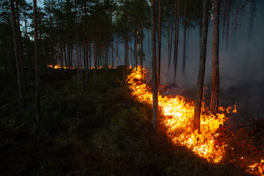 High angle view of burning grass with fire amidst trees in forest