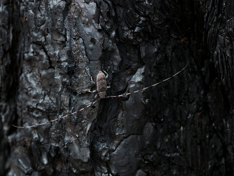 Longhorn beetle on rocky wall