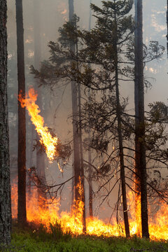 Trees burning in forest fire