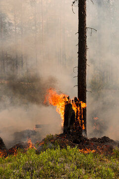 Tree trunk burning in fire at forest