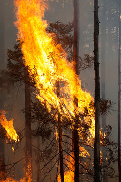 Wildfire burning trees in forest