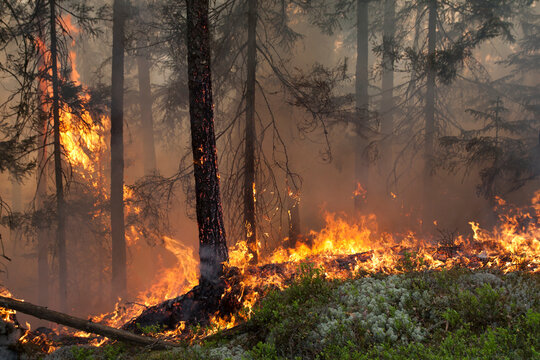 Tree trunks burning in forest fire