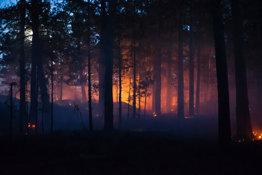 In silhouette view of trees with forest fire