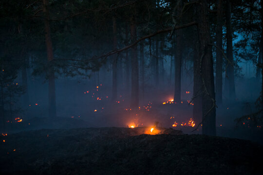 Illuminated fire burning plants in forest at night