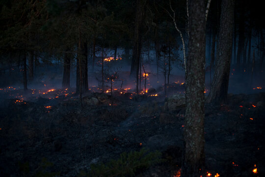 Wildfire in illuminated forest at night