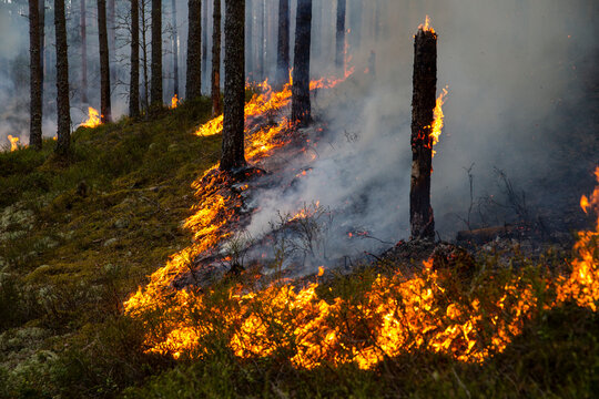 Destructive fire burning grass near trees in forest