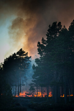 Scenic view of smoke above trees in sky due to forest fire