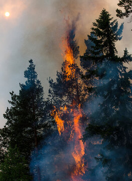 Fire flames seen amidst trees in forest