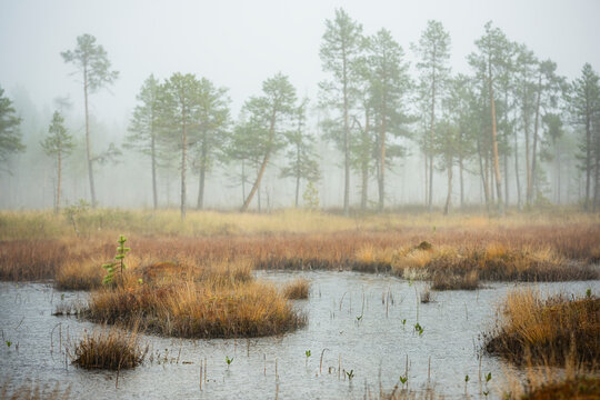 Beautiful view of lake in forest