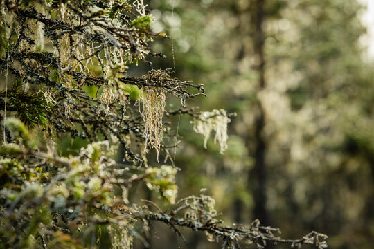 Close-up of lichens growing on tree branches