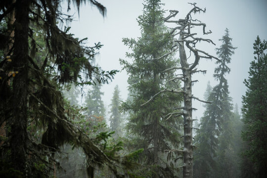 Low angle view of spooky tree trunk in forest