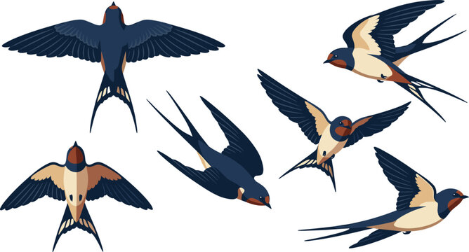 Flying Swallow Bird Collection Illustration with Elegant Barn Swallows in Motion, Wildlife Nature Vector Elements Set