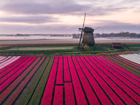 Aerial view of traditional windmills, bovenmolen G, along a canal with sheep grazing in green pastures and vibrant tulip fields under a cloudy sky in Schermerhorn, Netherlands.