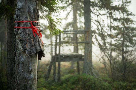 Red ribbon tied around tree trunk in forest