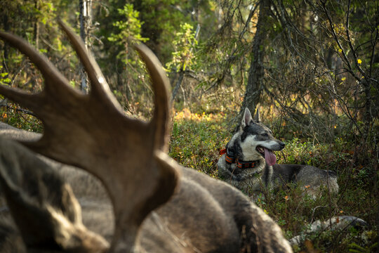Hunting dog panting while sitting near dead moose in forest