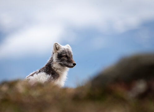 Cute Arctic fox looking away while wandering outdoors