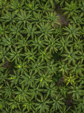 Aerial view of Llorona Palm Fields featuring dense rows of oil palm trees with vibrant green fronds and symmetrical patterns in Quepos, Provincia de Puntarenas, Costa Rica.
