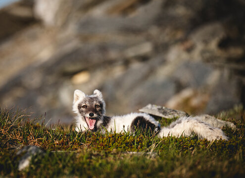 Arctic fox with mouth open lying on grassy land