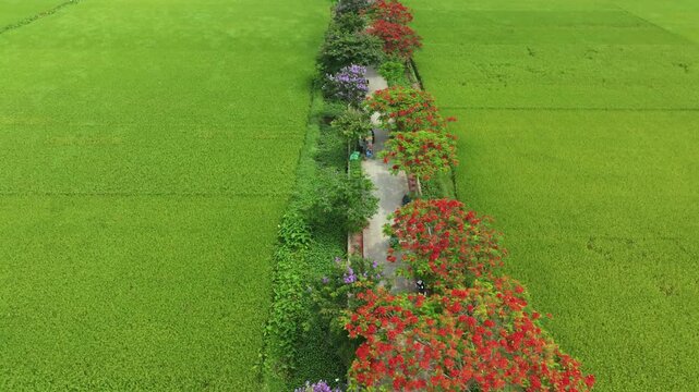 Drone video frame showing flamboyant and crape myrtle trees lining a narrow rural road between lush rice fields in Bac Ninh.
