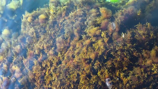 Submerged aquatic vegetation creates a natural habitat for diverse marine life, with various species of seaweed and algae thriving naturally underwater