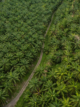Aerial view of Llorona Palm Fields with dense rows of oil palm trees and a narrow dirt road winding through the lush green plantation in Quepos, Provincia de Puntarenas, Costa Rica.