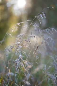 Close-up shot of wavy hair-grass swaying in gentle breeze