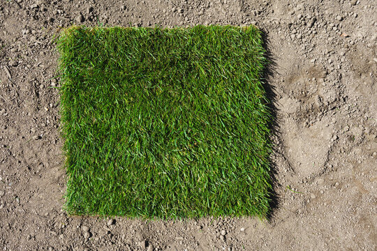 Gardening. Making a lawn from a roll. A cut-out piece of rolled turf on the ground.