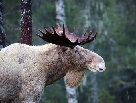 Beautiful view of White Moose in forest