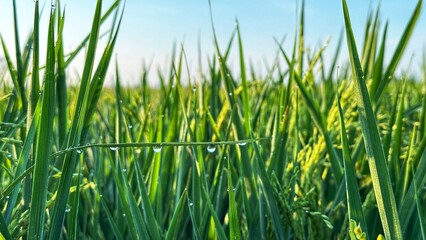 Fototapeta premium Close-up of Green Rice Plants with Grains and Morning Dew