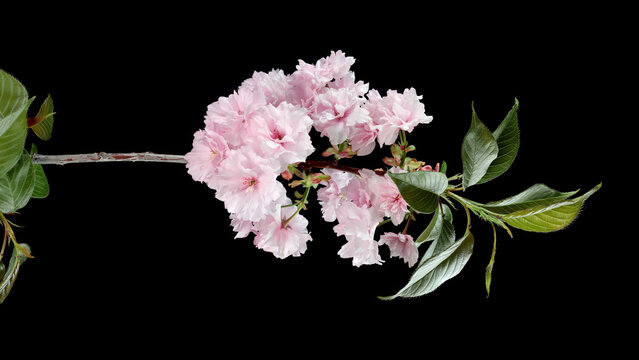 Pink Japanese cherry blossom sakura branch with green leaves isolated on black background