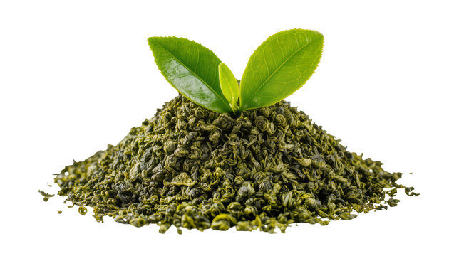 Pile of dried green tea leaves with fresh green leaves on top, isolated on transparent background