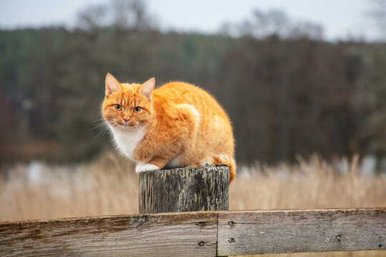 View of ginger tabby cat sitting on wooden post