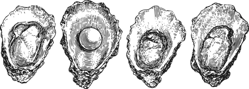 Hand drawn oyster shells with pearl oyster shell detailed sketch, mollusk marine seafood ocean natural shellfish illustration