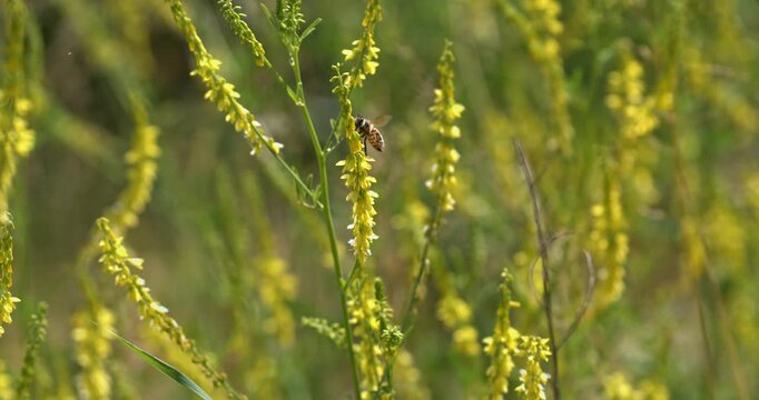 Macro Close Up Of Yellow Wildflowers With Insect Pollination. Concept Of Biodiversity And Ecosystem
