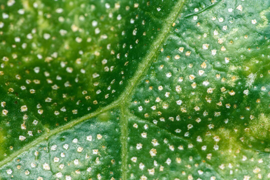 Green leaf showing damage and white spots