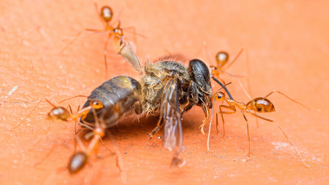 Red ants collaborating carrying dead bee