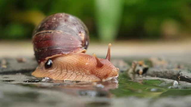 Close-up of a large Giant African Land Snail (Achatina) On Wet Surface. The mollusk crawls across a wet surface, leaving a mucous trail in a natural outdoor environment.